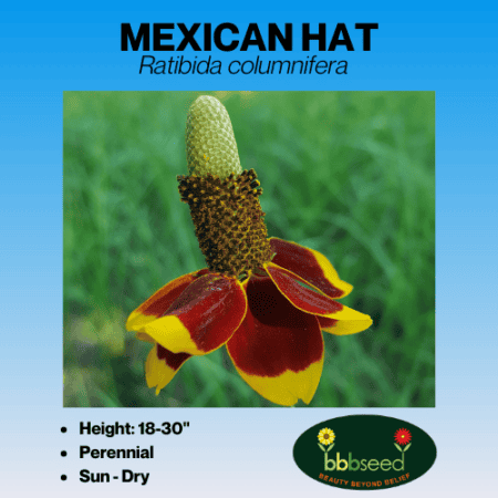 Mexican Hat