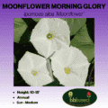 moonflower morning glory