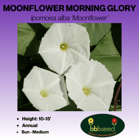 moonflower morning glory