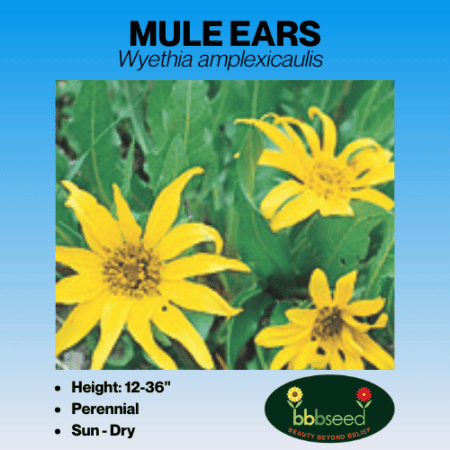 mule ears wildflower seed