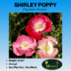 Mixed shirley poppy