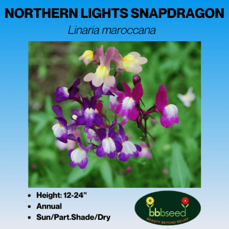 Northern Lights Snapdragon