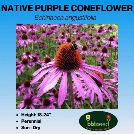 Native Purple Coneflower