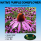 Native Purple Coneflower