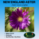 Image new England aster tag