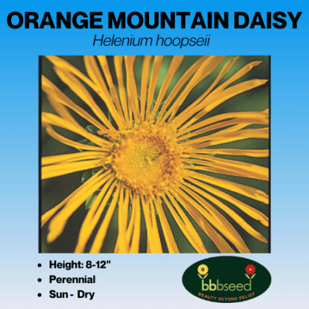 Orange Mountain Daisy Wildflower Seeds