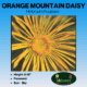 Orange Mountain Daisy Wildflower Seeds