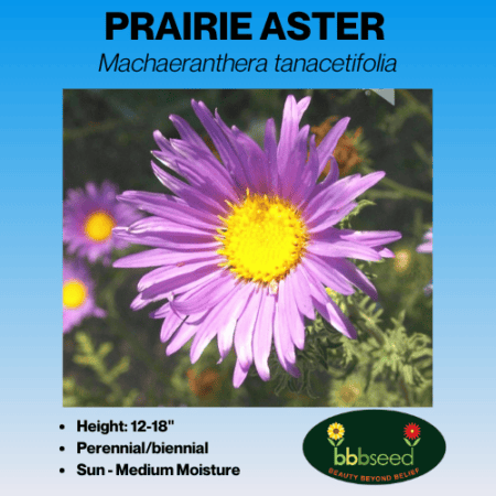 image of prairie aster label