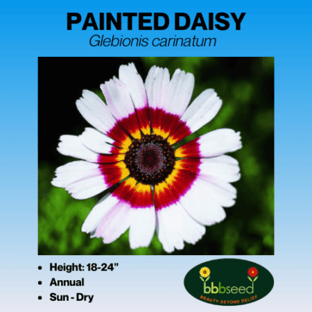 Painted daisy wildflower