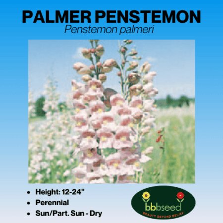 Palmer Penstemon