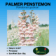 Palmer Penstemon