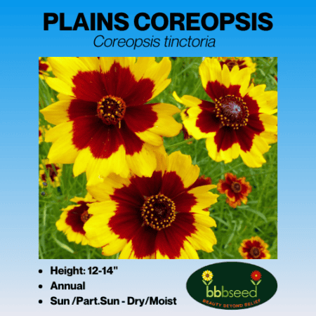 coreopsis