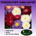 Image powder puff china aster label