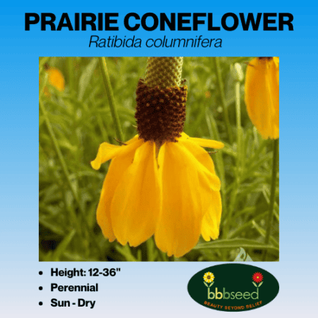 Prairie coneflower