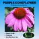 purple coneflower