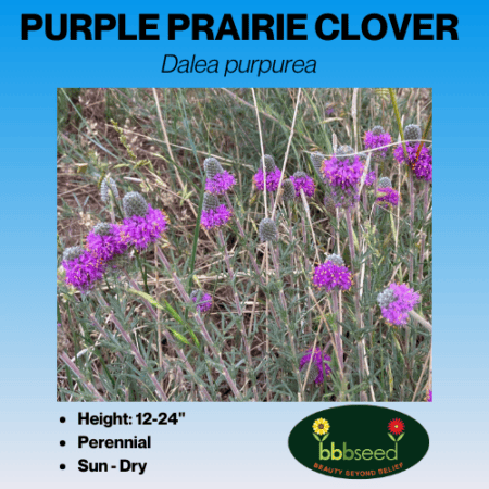 Image of purple prairie clover label