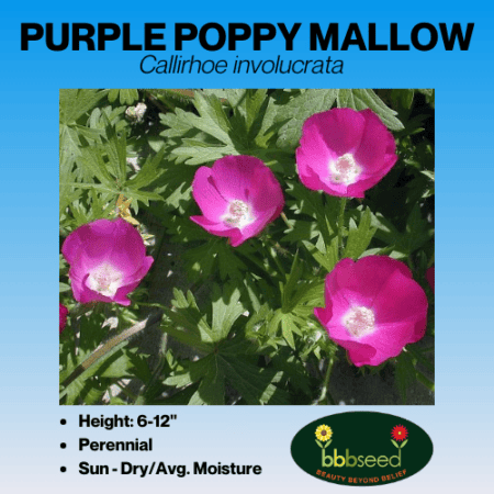 purple poppy mallow