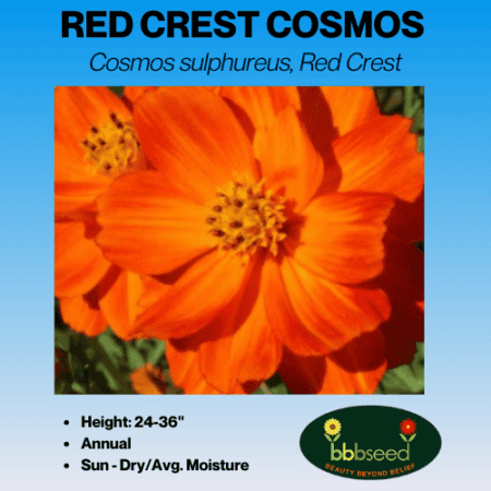 Image of red crest cosmos flower label