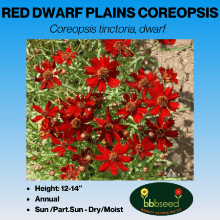 red dwarf plains coreopsis