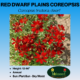 red dwarf plains coreopsis