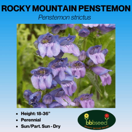 Rocky Mountain Penstemon