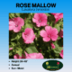 rose mallow