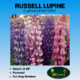 russell lupine