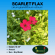 Scarlet Flax