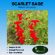 scarlet sage