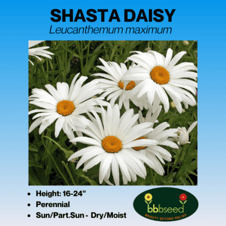 shasta daisy