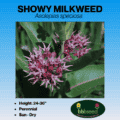 showy milkweed