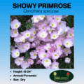 showy primrose