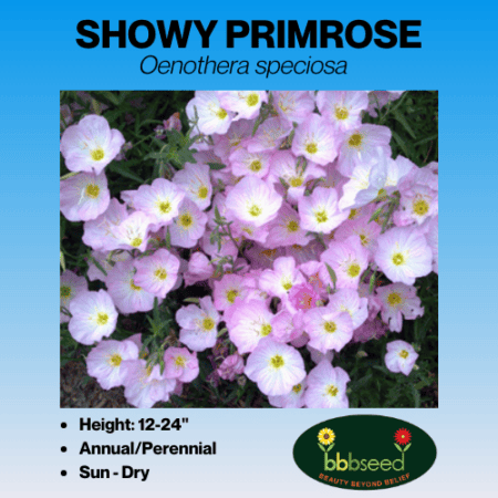 showy primrose