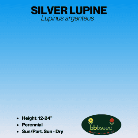 silver lupine