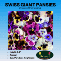 swiss giant pansies