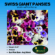 swiss giant pansies