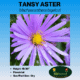 Tansy aster wildflower seed