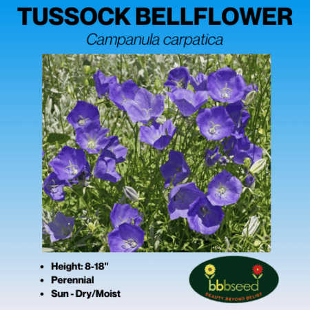 Tussock bellflower wildflower seed