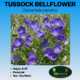 Tussock bellflower wildflower seed