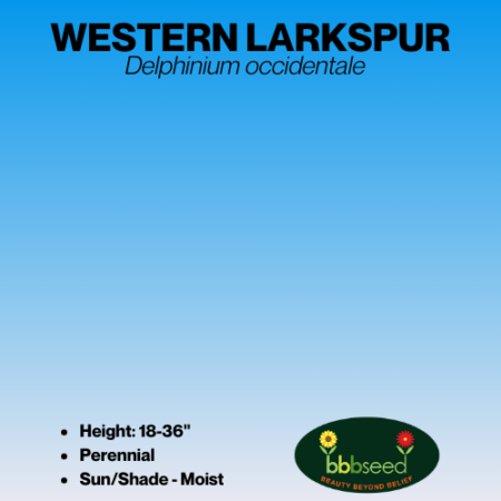 western larkspur