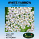 white yarrow