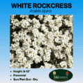 white rockcress