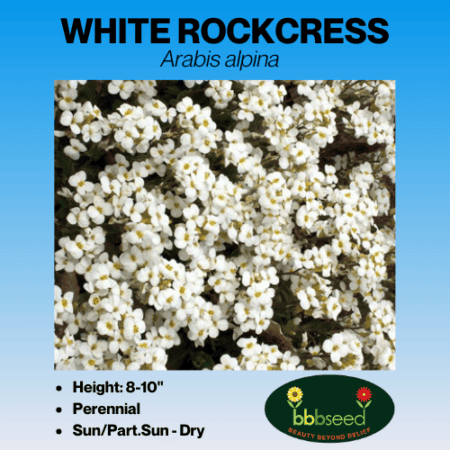 white rockcress