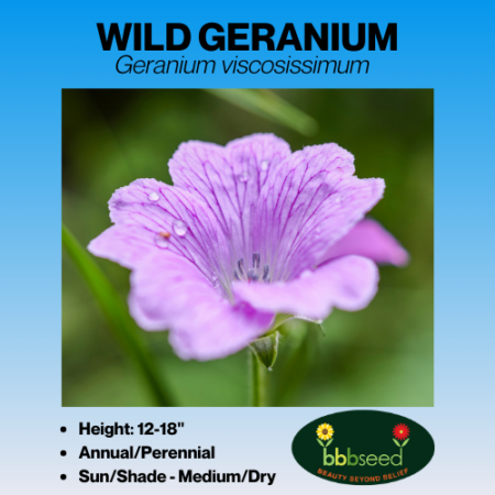 wild geranium