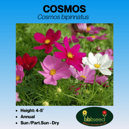 Image of cosmos label