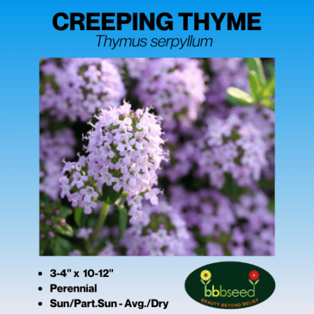 Packet of Creeping Thyme seeds.