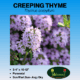 Packet of Creeping Thyme seeds.