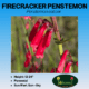 firecracker penstemon