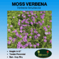 moss verbena