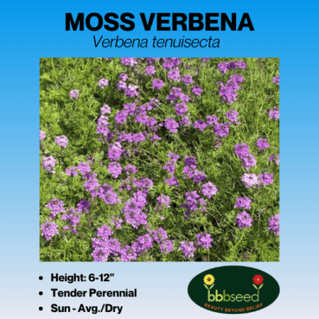 moss verbena